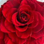 Load image into Gallery viewer, Melia Preserved Rose Gift – Four Color Edition