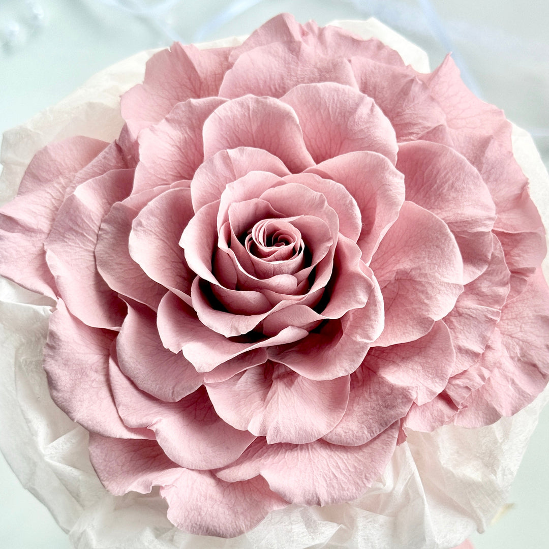 Melia Preserved Rose Gift – Four Color Edition